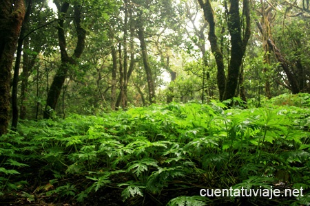 Monte de las Mercedes. Parque Rural de Anaga. Tenerife.